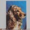 ROM - CIINE - COCKER SPANIEL AURIU - I.P. SIBIU - ED. SPORT-TURISM- NECIRCULATA