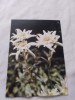 Carte postala floare, Circulata, Fotografie