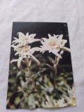 Carte postala floare