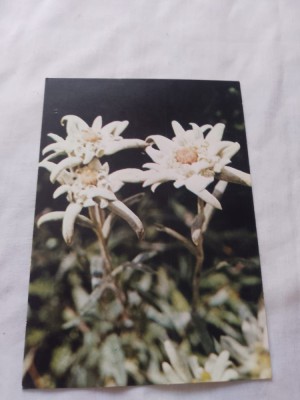 Carte postala floare foto