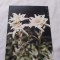 Carte postala floare