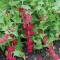 Seminte de SPANAC CU CAPSUNI -Chenopodium capitatum - 8 seminte pentru semanat