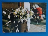 CPIB 23332 CARTE POSTALA - FELICITARE. VAZA CU GHIOCEI, NECIRCULATA