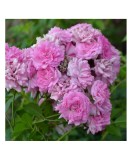 Planta Rosa Super Dorothy Heldoro P9, trandafir, ghiveci 9cm