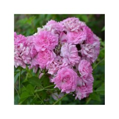 Planta Rosa Super Dorothy Heldoro P9, trandafir, ghiveci 9cm