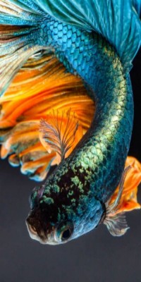 Husa Personalizata HUAWEI P20 Pro Fish foto