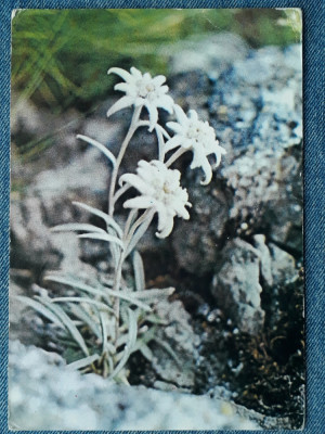 543 - Muzeul de istorie naturala Sibiu - Flori de colt / carte postala floare foto