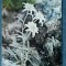 543 - Muzeul de istorie naturala Sibiu - Flori de colt / carte postala floare
