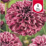 Dalia Marble Ball, bulbi de primavara, 1 buc