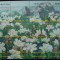 Thailanda 2000 - Flori de munte, KLB neuzat