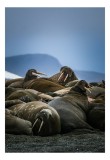 Tablou Canvas, "Hoardă de morse &icirc;n odihnă polară", Walruses, Tusks, Beach, Resting, Overcast, Wildlife, Arctic, Group, Majestic, Tranquil, 26 x 39 cm,