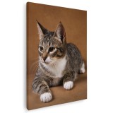 Tablou pisica gri cu alb fundal maro Tablou canvas pe panza CU RAMA 70x100 cm