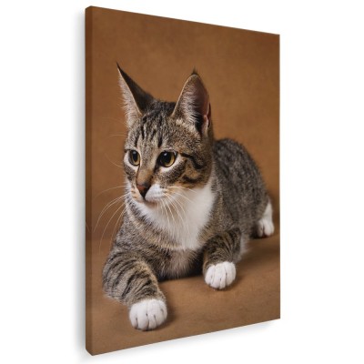 Tablou pisica gri cu alb fundal maro Tablou canvas pe panza CU RAMA 50x70 cm foto