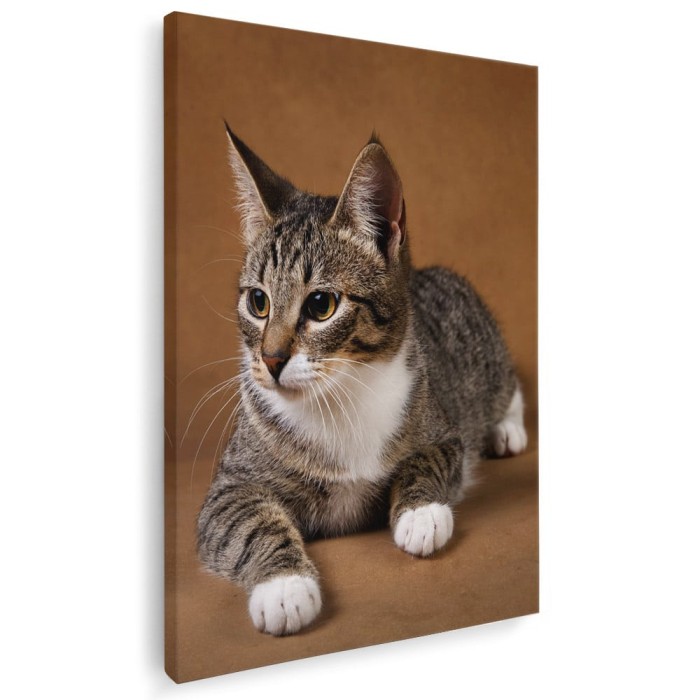 Tablou pisica gri cu alb fundal maro Tablou canvas pe panza CU RAMA 50x70 cm