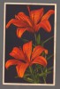 CPIB 20868 - CARTE POSTALA, FELICITARE - FLORI DE CRIN, IMPORT, Necirculata, Printata