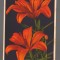 CPIB 20868 - CARTE POSTALA, FELICITARE - FLORI DE CRIN, IMPORT