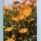 Calendar 1978 Trustul Plafar