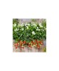Planta Căpșun, planta fragola summer breeze snow, ghiveci de 10 cm, Oem