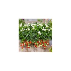 Planta Căpșun, planta fragola summer breeze snow, ghiveci de 10 cm