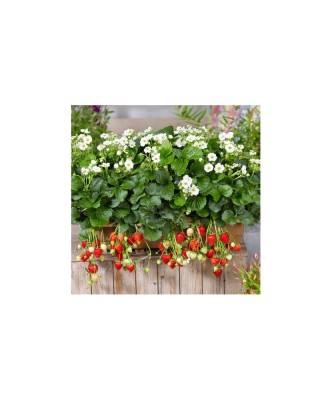 Planta Căpșun, planta fragola summer breeze snow, ghiveci de 10 cm foto
