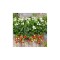 Planta Căpșun, planta fragola summer breeze snow, ghiveci de 10 cm