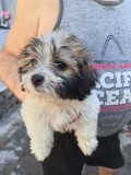 Bichon maltez talie mică