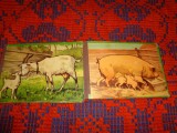 Animale si pasari domestice / pliant cu 8 imagini , cartonate pentru copii intre 1-3 ani