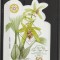 Flora bicentenarul gradinii botanice ,Indonezia,