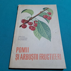 POMII ȘI ARBUȘTII FRUCTIFERI / I.MILIȚIU / 1962 *