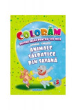 Animale sălbatice din savană. Desene mari pentru cei mici rom&acirc;nă-engleză - Paperback - Eurobookids