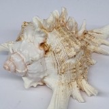 Scoica ornamentala - decor