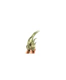 Planta aeriană Tillandsia Seleriana - Medie
