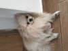 Pomeranian boo, Pedigree