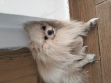 Pomeranian boo