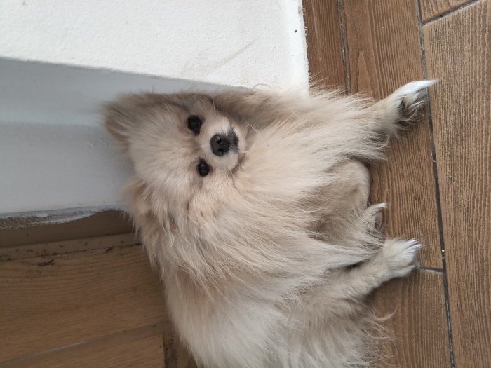 Pomeranian boo