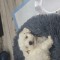 Bichon mini toy