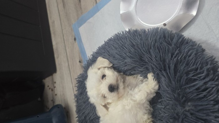 Bichon mini toy