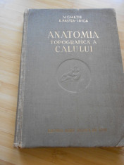 V. GHETIE--ANATOMIA TOPOGRAFICA A CALULUI - 1955 foto