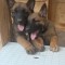 Catel Malinois