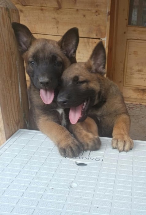 Catel Malinois