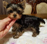 Yorkshire terrier rasa pura