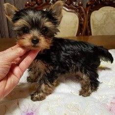 Yorkshire terrier rasa pura