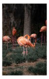 Tablou Canvas, "Flamingo roz &icirc;n peisaj natural", Flamingo, Roz, Grup, Natura, Pasari, Eleganta, Penaj, Roz, Verde, Peisaj, 26 x 39 cm, CMCLASS