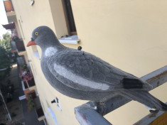 Porumbel,porumbei ornamentali pentru balcon sau curte foto