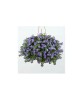 Planta Bacopa albastră, planta bacopa s. blue, ghiveci de 10 cm, Oem