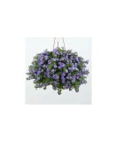 Planta Bacopa albastră, planta bacopa s. blue, ghiveci de 10 cm