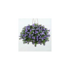 Planta Bacopa albastră, planta bacopa s. blue, ghiveci de 10 cm