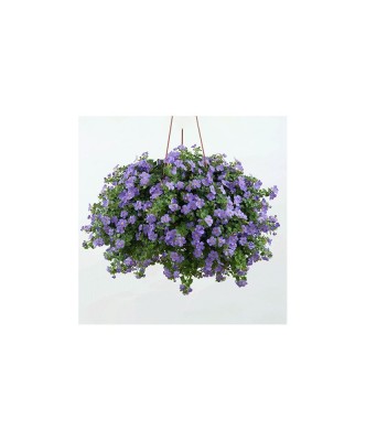 Planta Bacopa albastră, planta bacopa s. blue, ghiveci de 10 cm foto