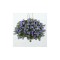 Planta Bacopa albastră, planta bacopa s. blue, ghiveci de 10 cm