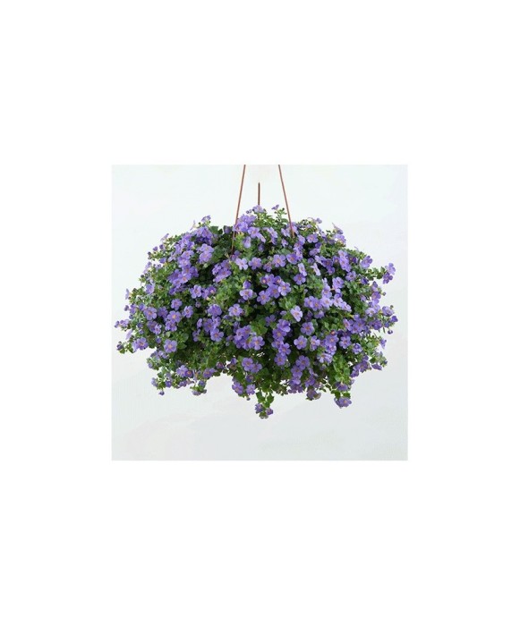 Planta Bacopa albastră, planta bacopa s. blue, ghiveci de 10 cm
